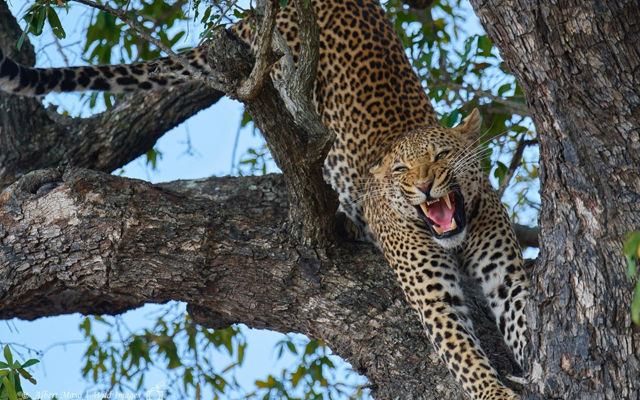 Kruger. Safari al cor de Sud-àfrica